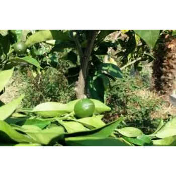Green Orange Plant